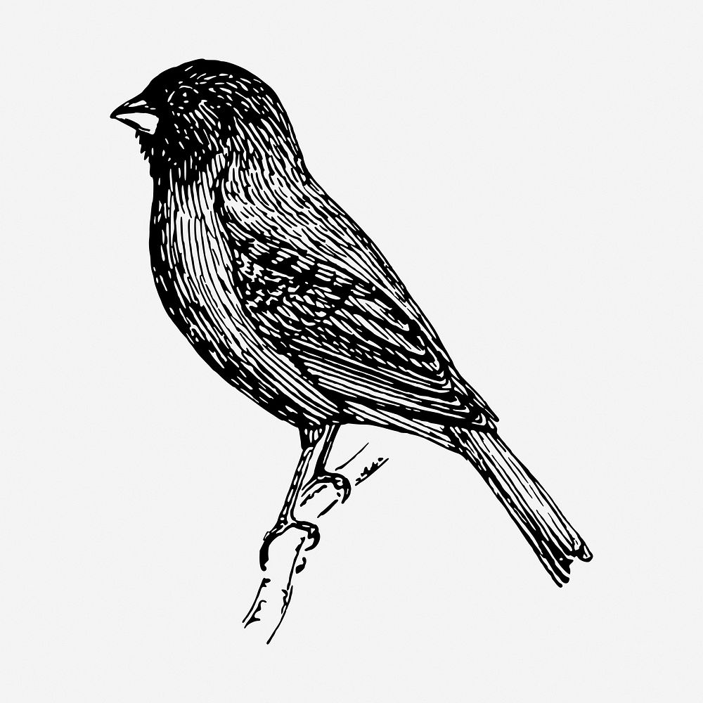 Indigo bunting bird drawing, vintage animal illustration. Free public domain CC0 image.
