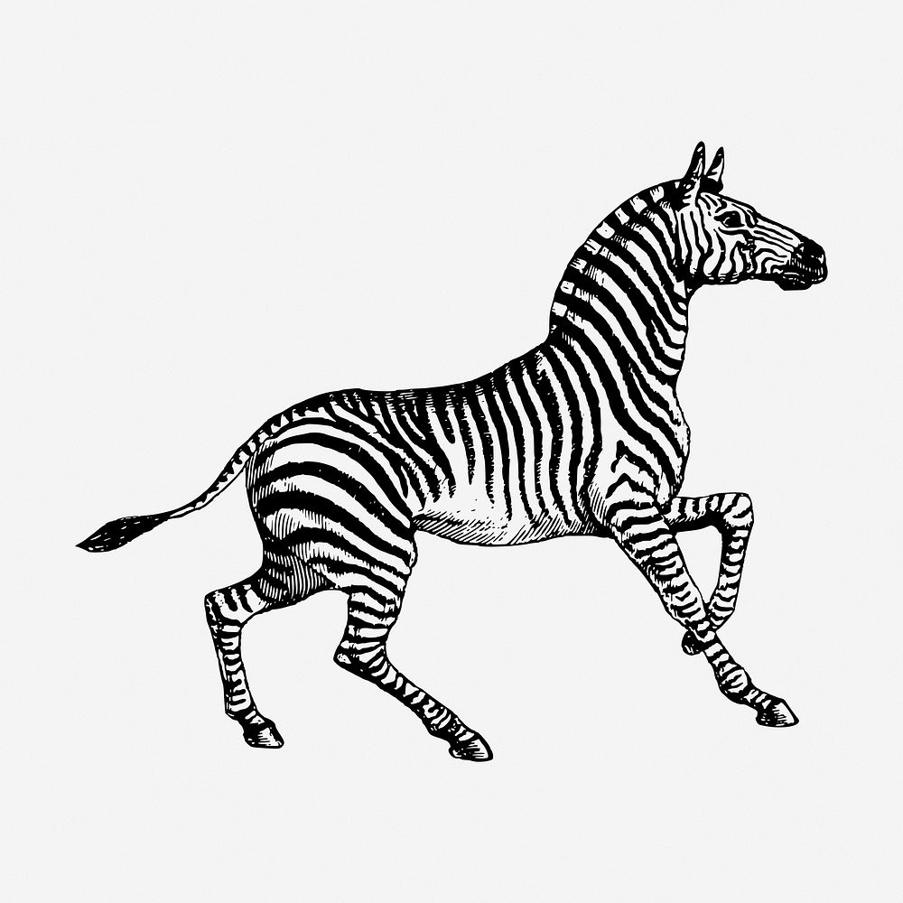 Zebra drawing, vintage wildlife illustration. Free public domain CC0 image.