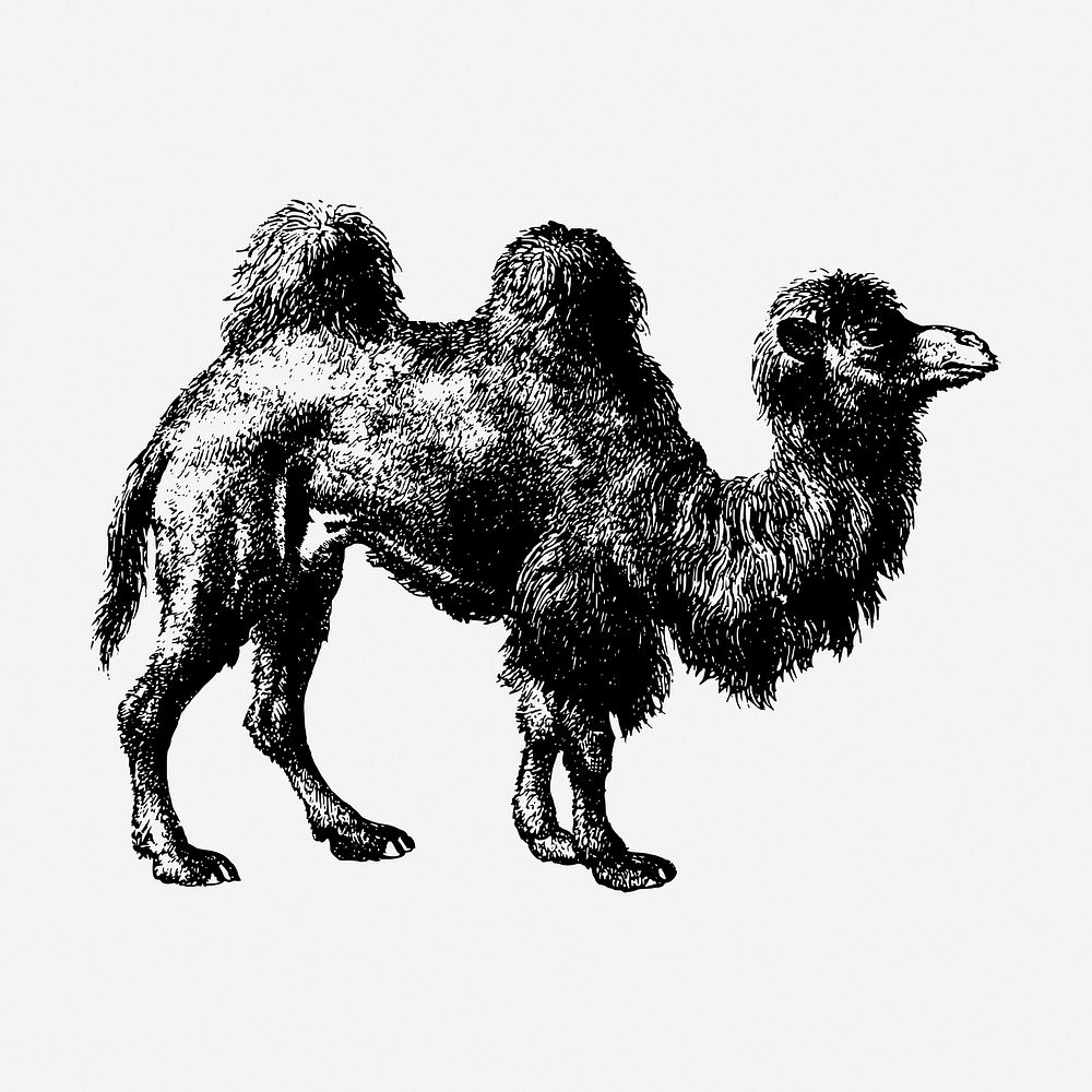 Camel drawing, vintage wildlife illustration. Free public domain CC0 image.