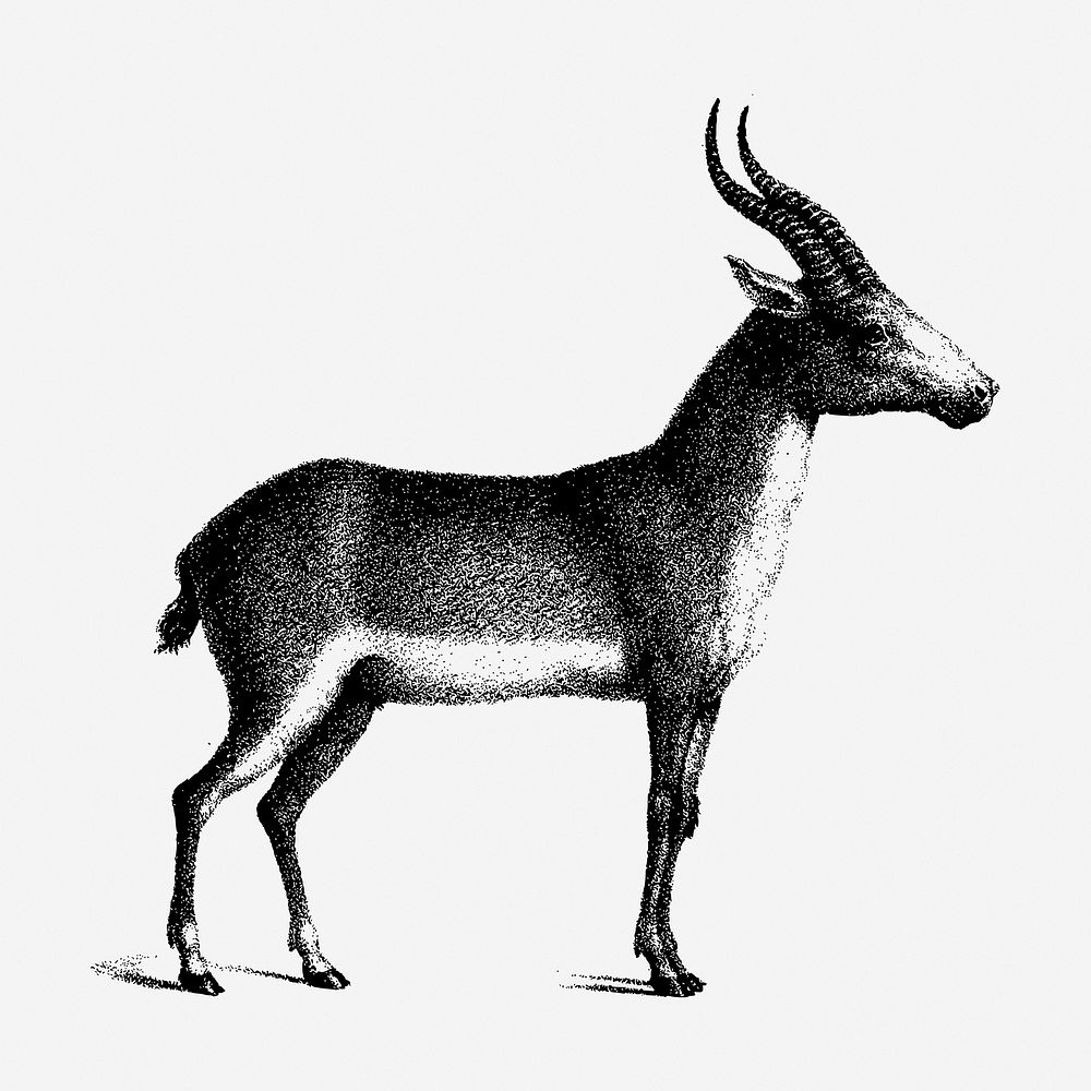 Saiga antelope drawing, vintage wildlife illustration. Free public domain CC0 image.