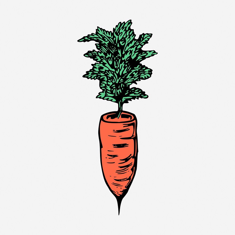 Carrot clipart, vintage vegetable illustration. Free public domain CC0 image.