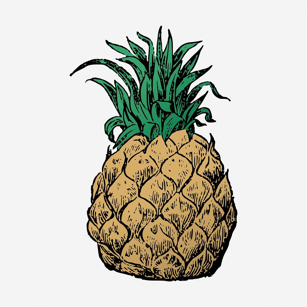 Pineapple clipart, vintage fruit illustration. Free public domain CC0 image.