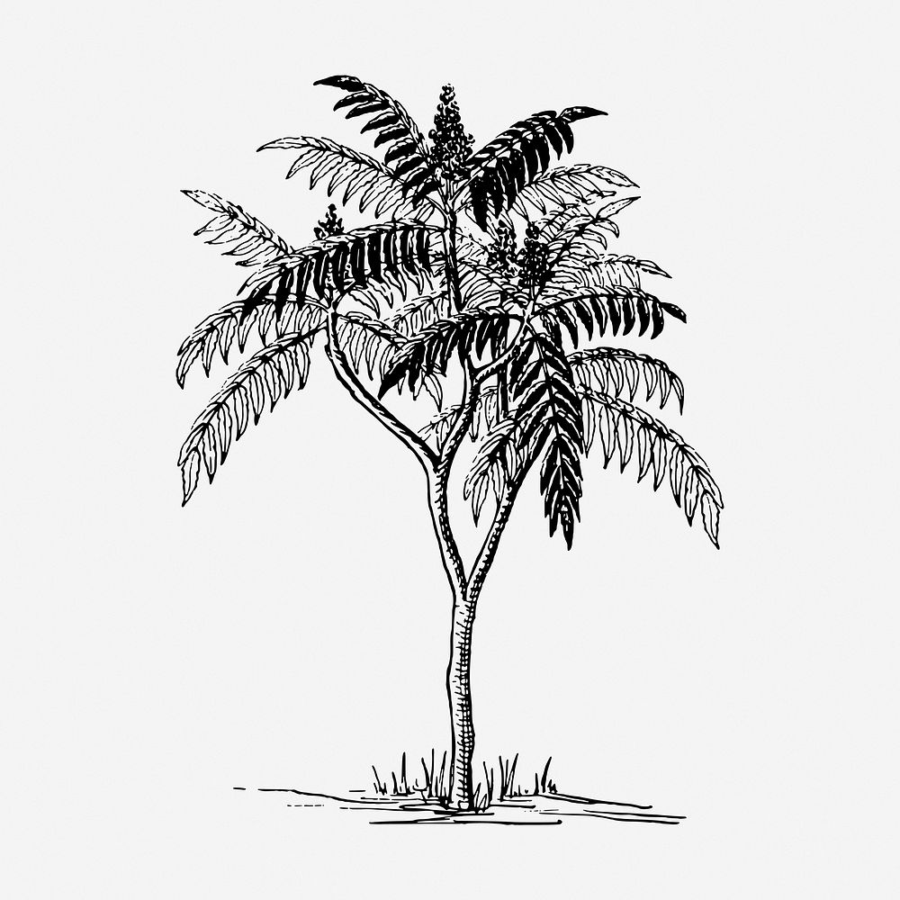 Sumac tree drawing, vintage botanical illustration. Free public domain CC0 image.