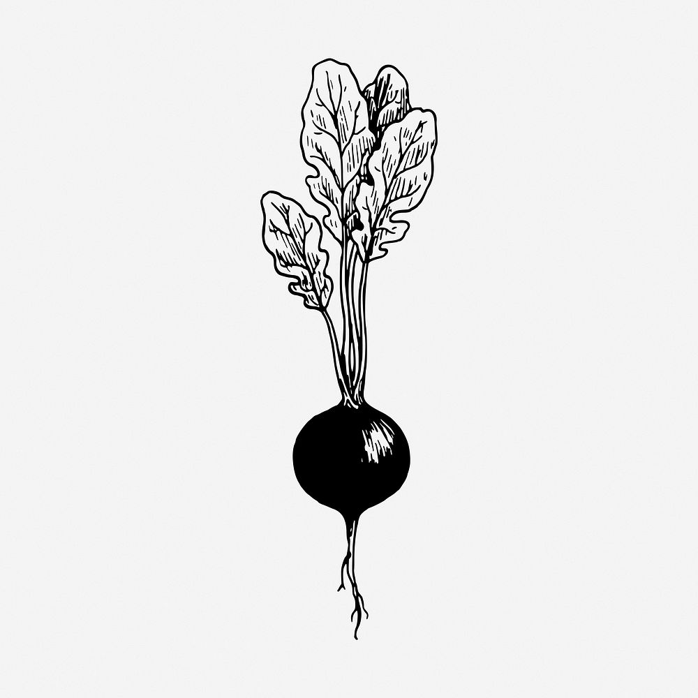 Radish drawing, vintage vegetable illustration. 