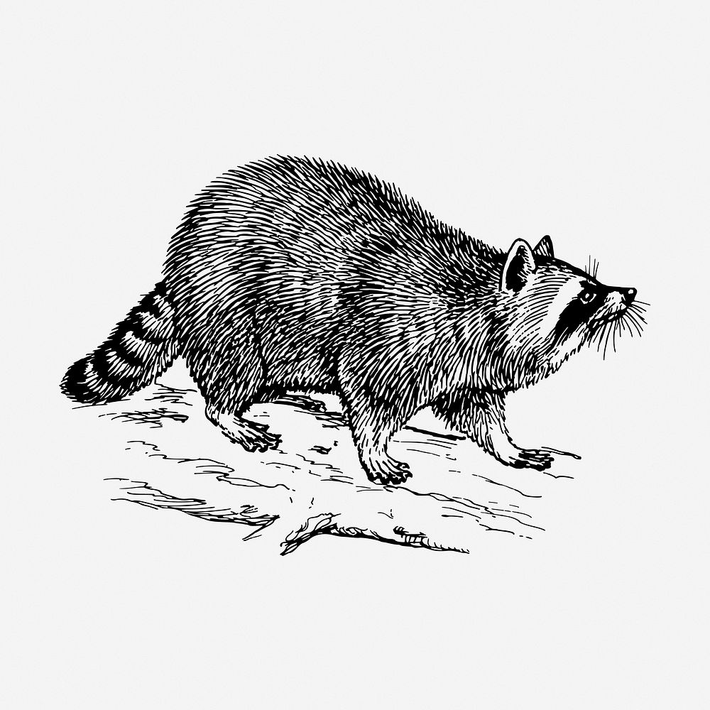 Raccoon drawing, vintage wildlife illustration. Free public domain CC0 image.