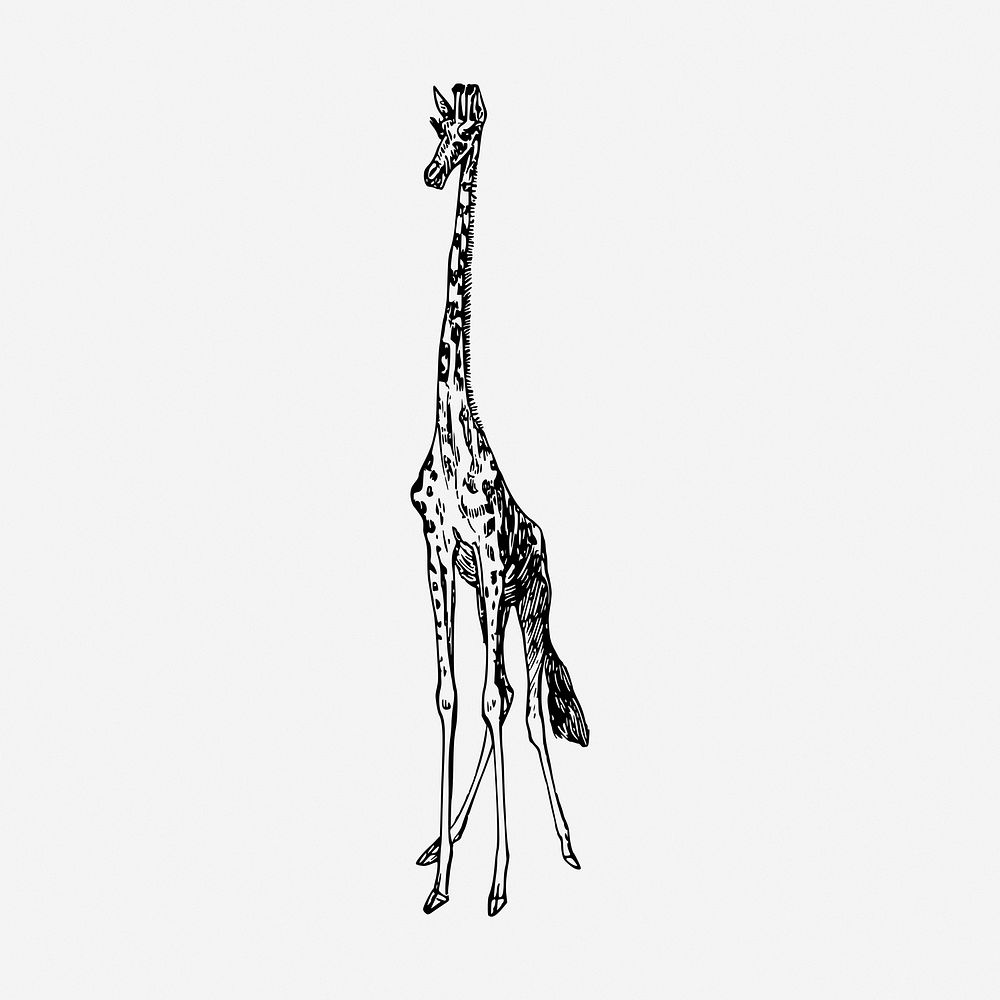 Giraffe drawing, vintage wildlife illustration. Free public domain CC0 image.