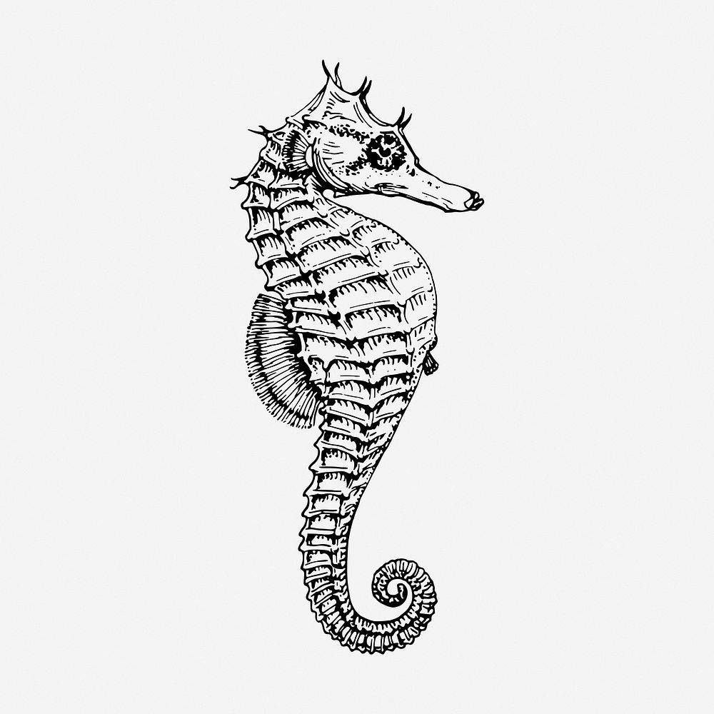Seahorse drawing, vintage sea life illustration. Free public domain CC0 image.