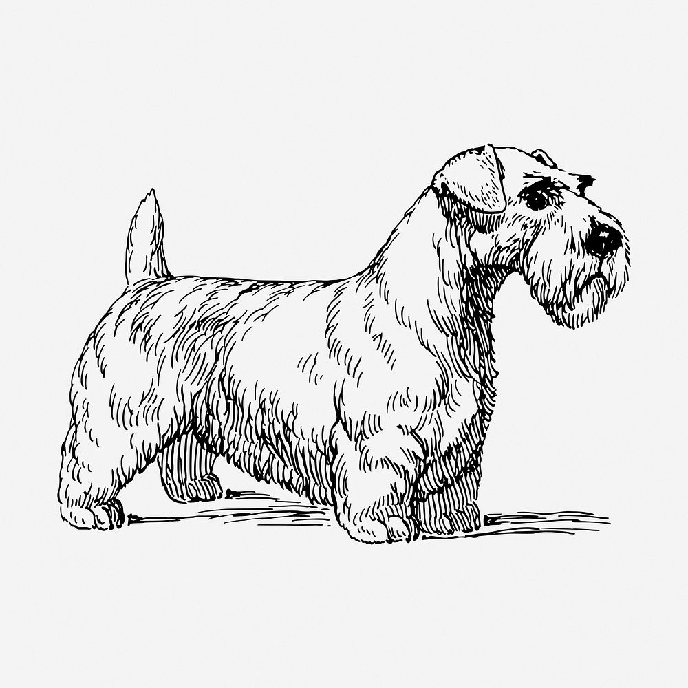 Sealyham dog drawing, vintage pet animal illustration. Free public domain CC0 image.