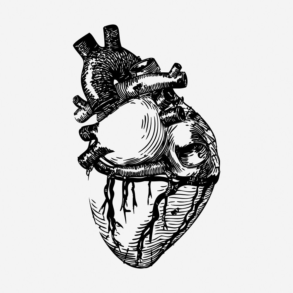 Realistic heart drawing, vintage anatomy illustration. Free public domain CC0 image.