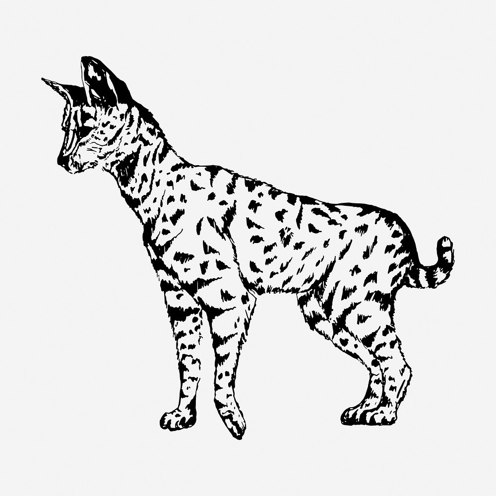 Serval drawing, vintage wildlife illustration. Free public domain CC0 image.