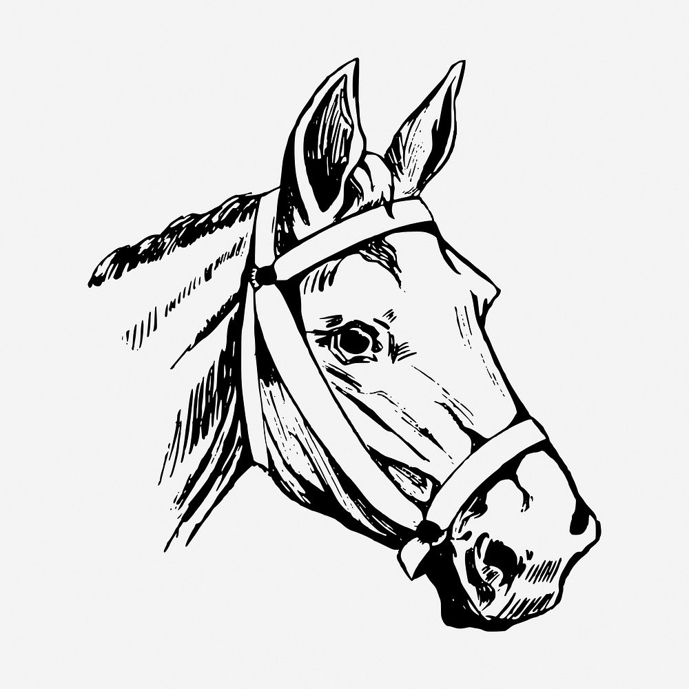 Horse head drawing, vintage wildlife illustration. Free public domain CC0 image.