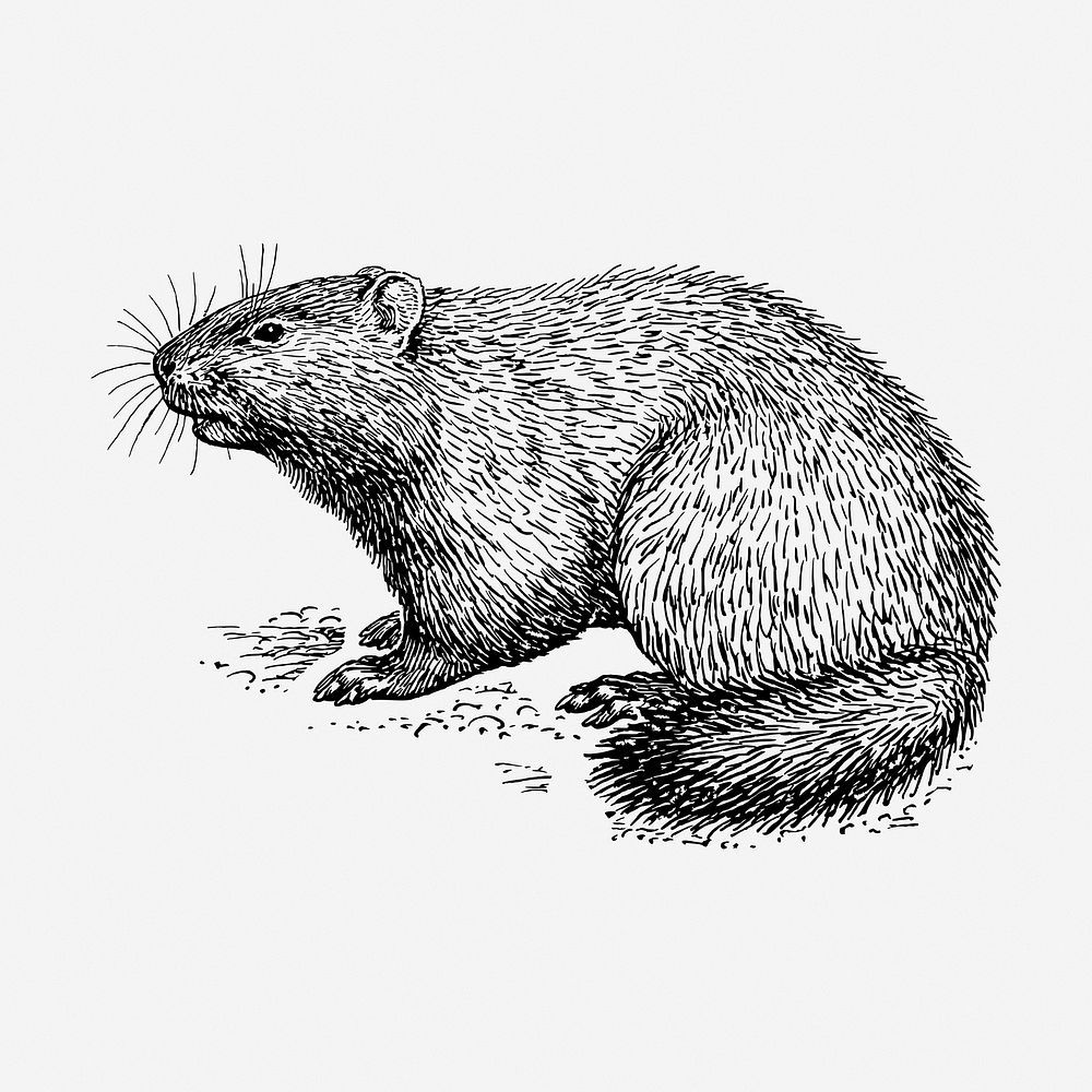Woodchuck drawing, vintage wildlife illustration. Free public domain CC0 image.