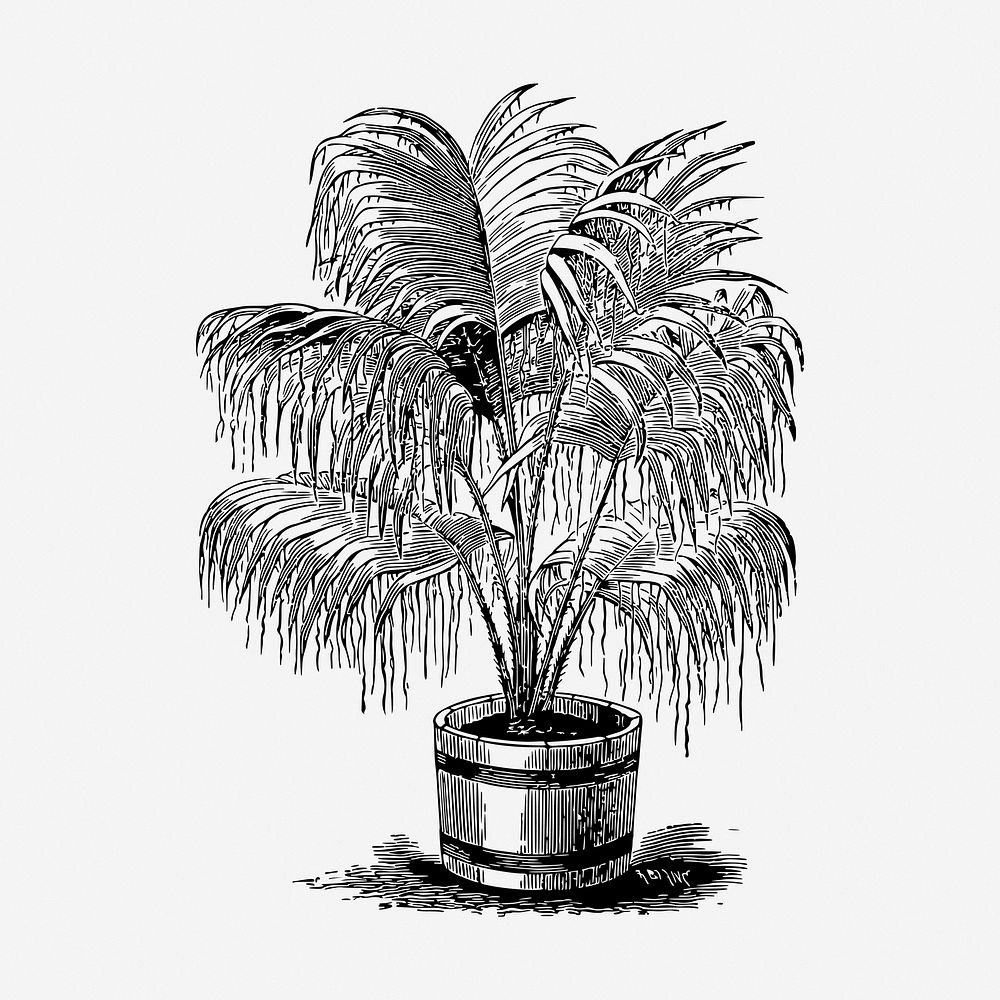Potted palm tree drawing, vintage botanical illustration. Free public domain CC0 image.