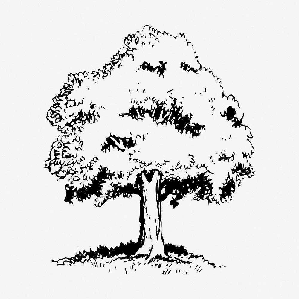 Tree drawing, vintage botanical illustration. Free public domain CC0 image.
