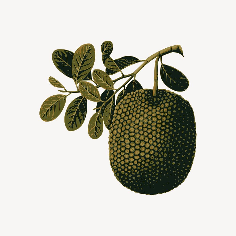 Jackfruit clipart, fruit illustration vector. Free public domain CC0 image.