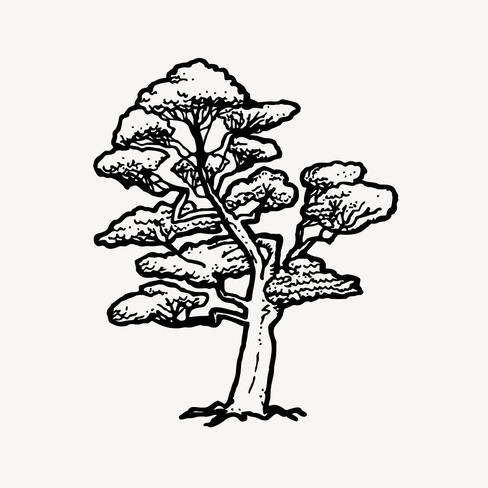 Beech tree drawing, botanical illustration vector. Free public domain CC0 image.