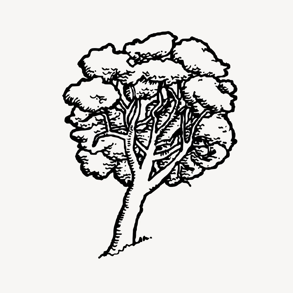 Tree drawing, botanical illustration psd. Free public domain CC0 image.