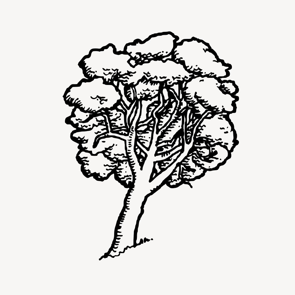 Tree drawing, botanical illustration vector. 