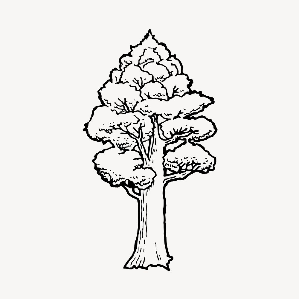 Totara tree drawing, botanical illustration. Free public domain CC0 image.