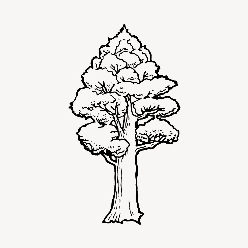 Totara tree drawing, botanical illustration psd. Free public domain CC0 image.