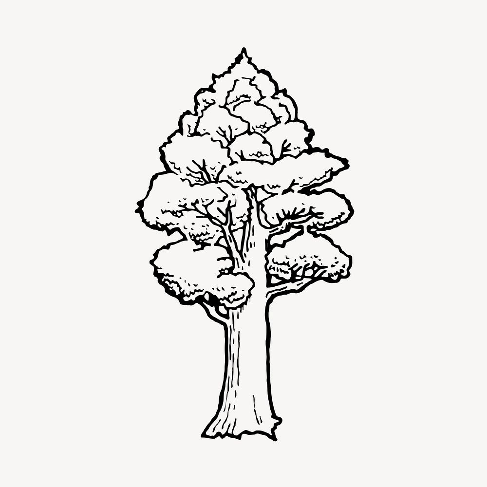 Totara tree drawing, botanical illustration vector. Free public domain CC0 image.