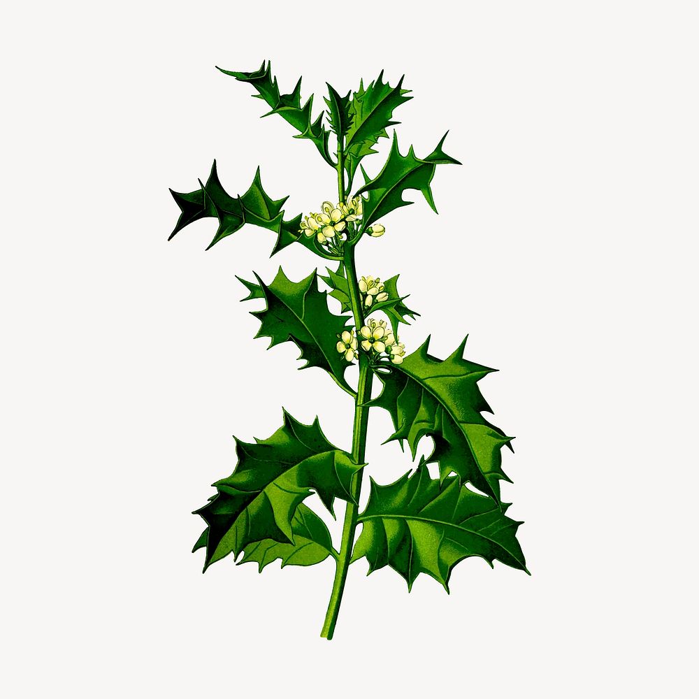 Holly leaf branch clipart, botanical illustration. Free public domain CC0 image.