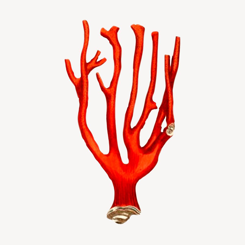 Red coral clipart, sea life illustration. Free public domain CC0 image.