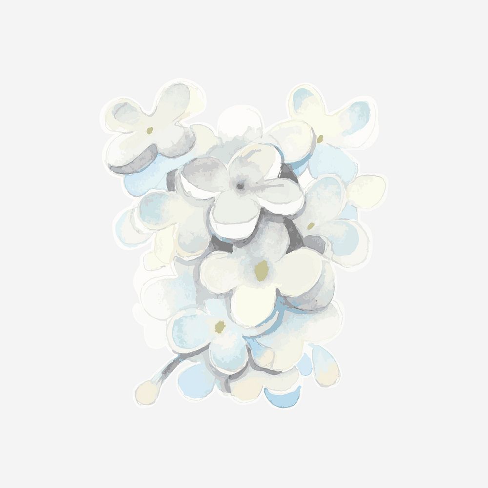 Classic white lilac hand drawn watercolor flower