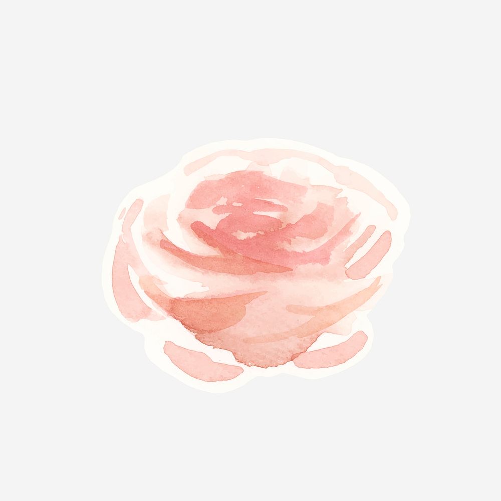 Classic pastel rose hand drawn watercolor flower