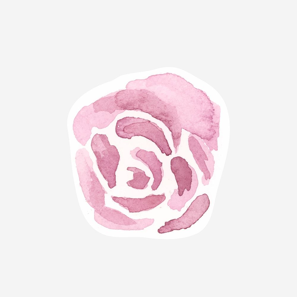 Classic pink rose hand drawn watercolor flower