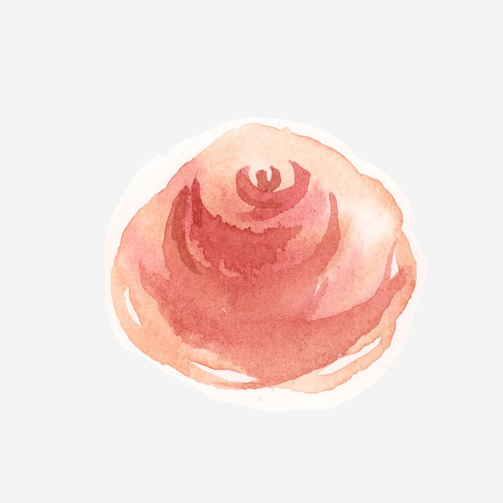 Classic pastel rose hand drawn watercolor flower