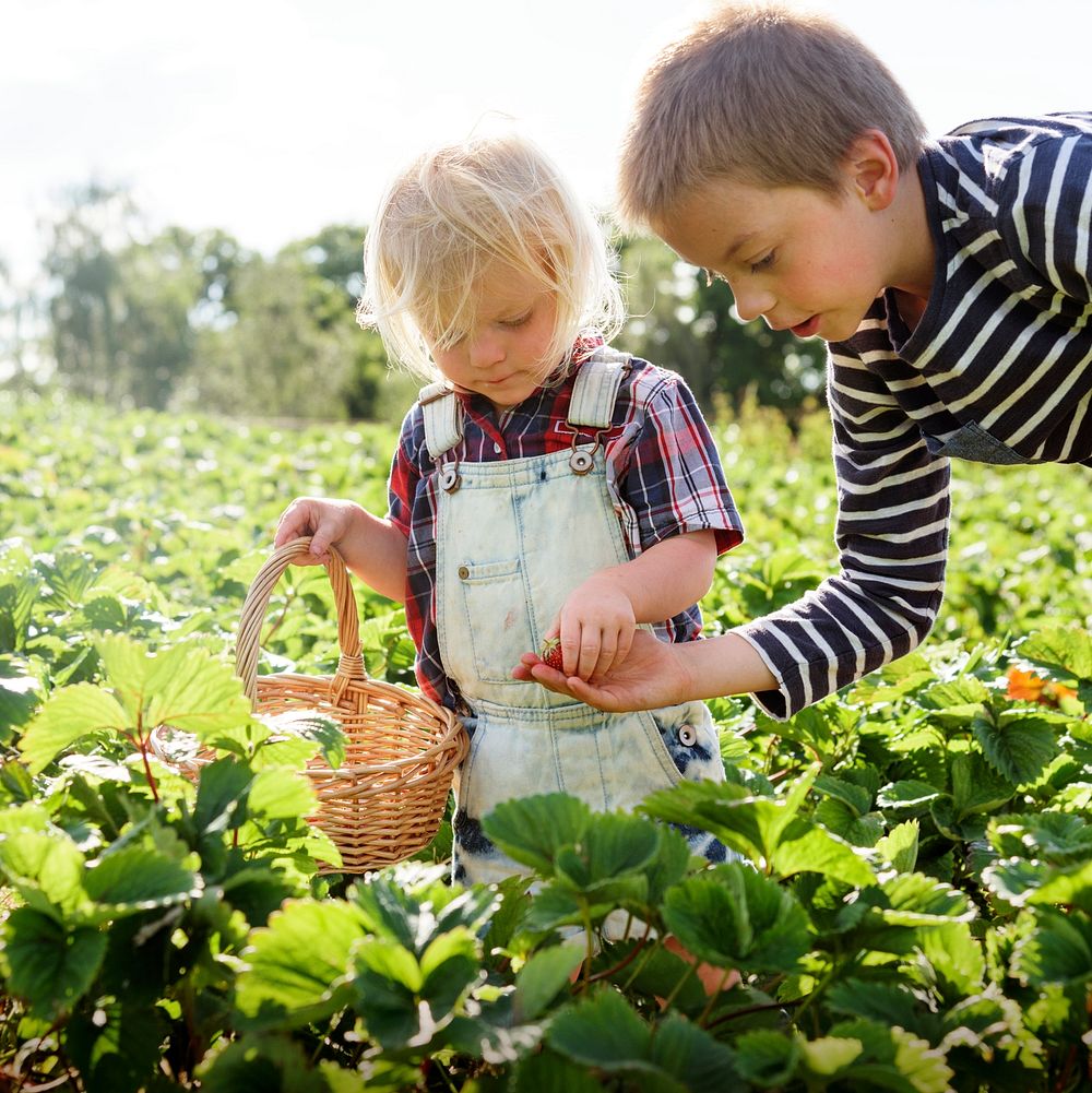 Kids in strawberry farm