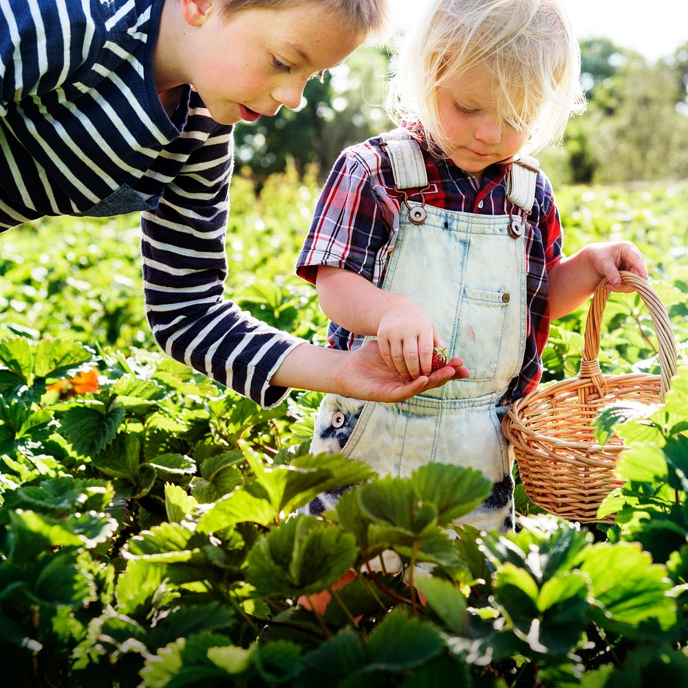Kids picking strawberry in a farm