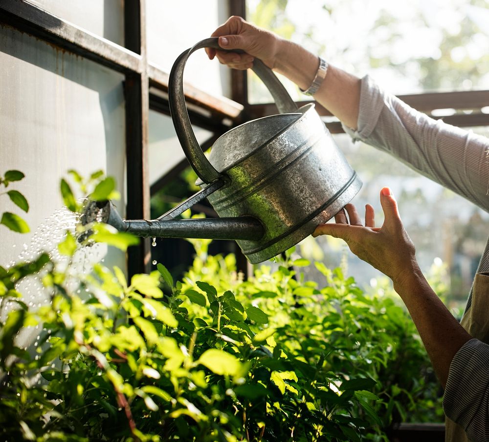 Hands watering plants with a metal can