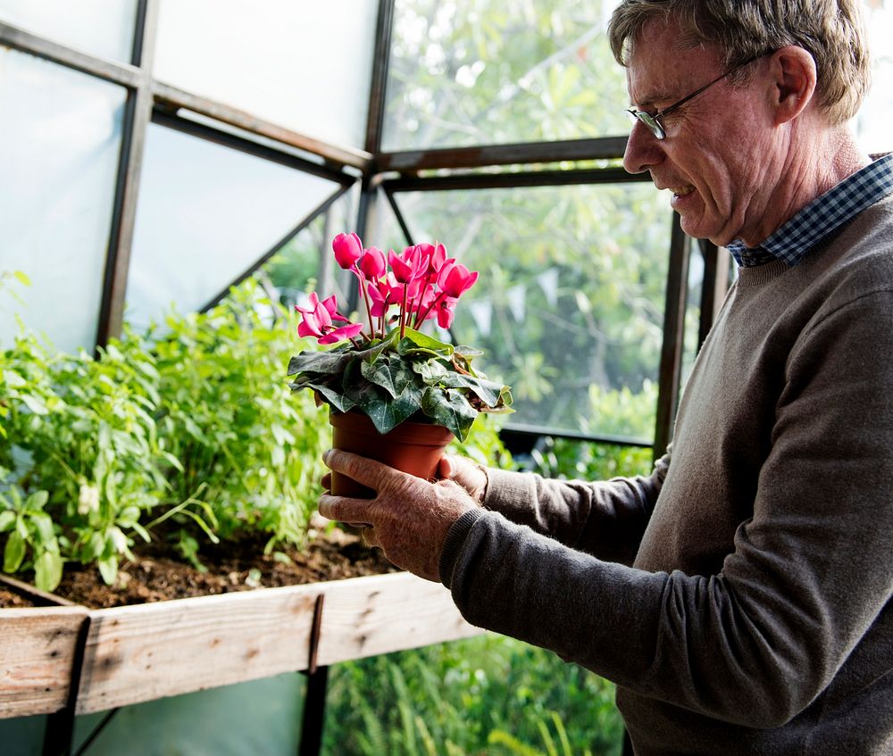Senior man with a flower pot in a greenhouse