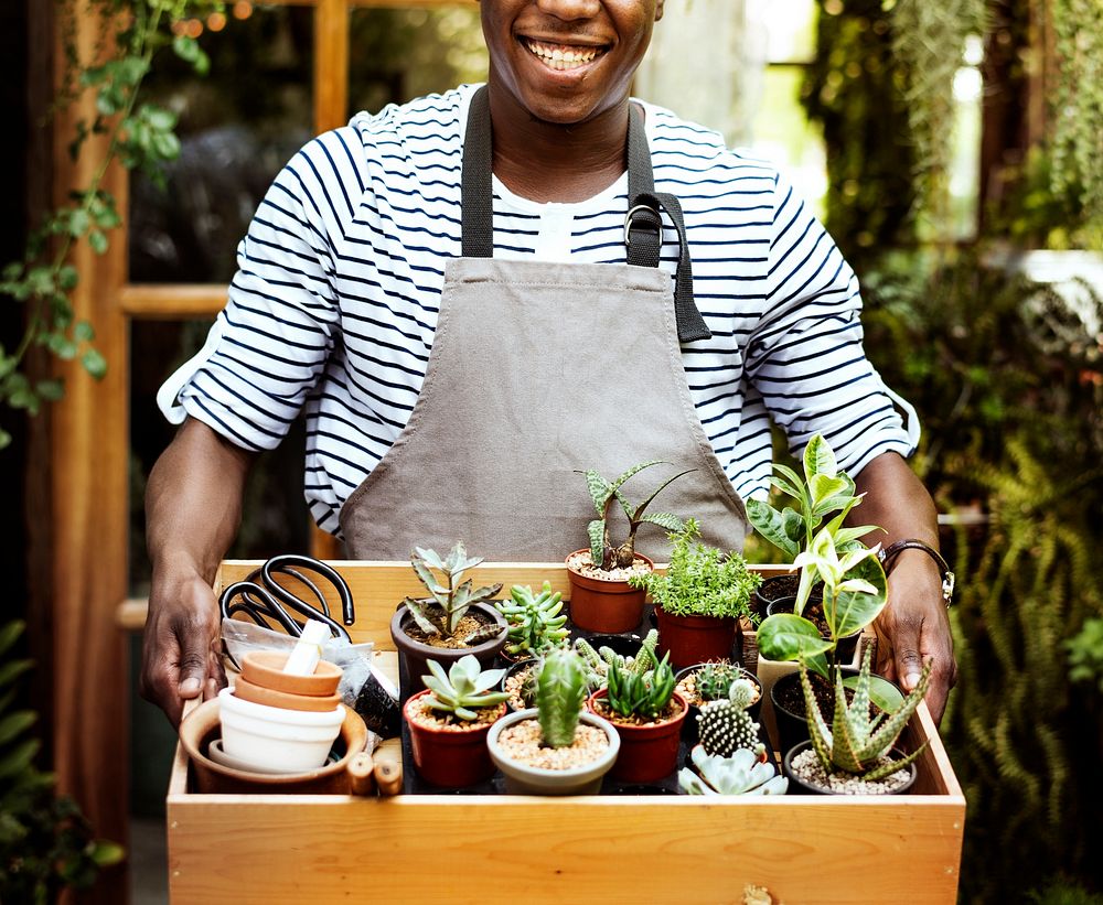 Adult Man Hands Carrying House Plants in Wooden Box