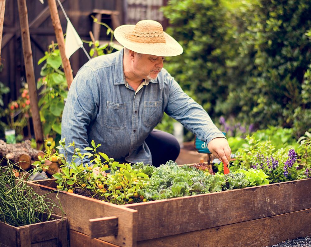 Adult Farmer Man Planting Vegetable with Shovel