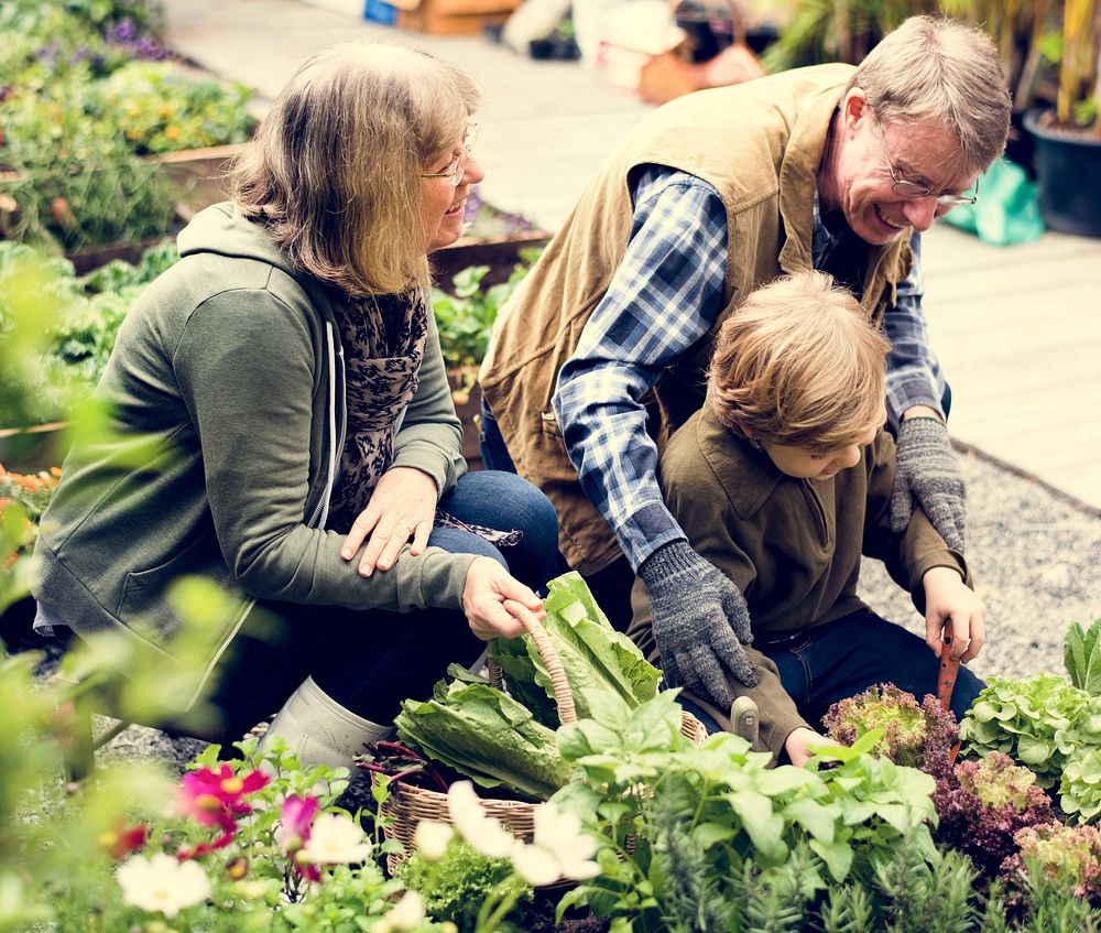 Family gardening tranplanting outdoors together