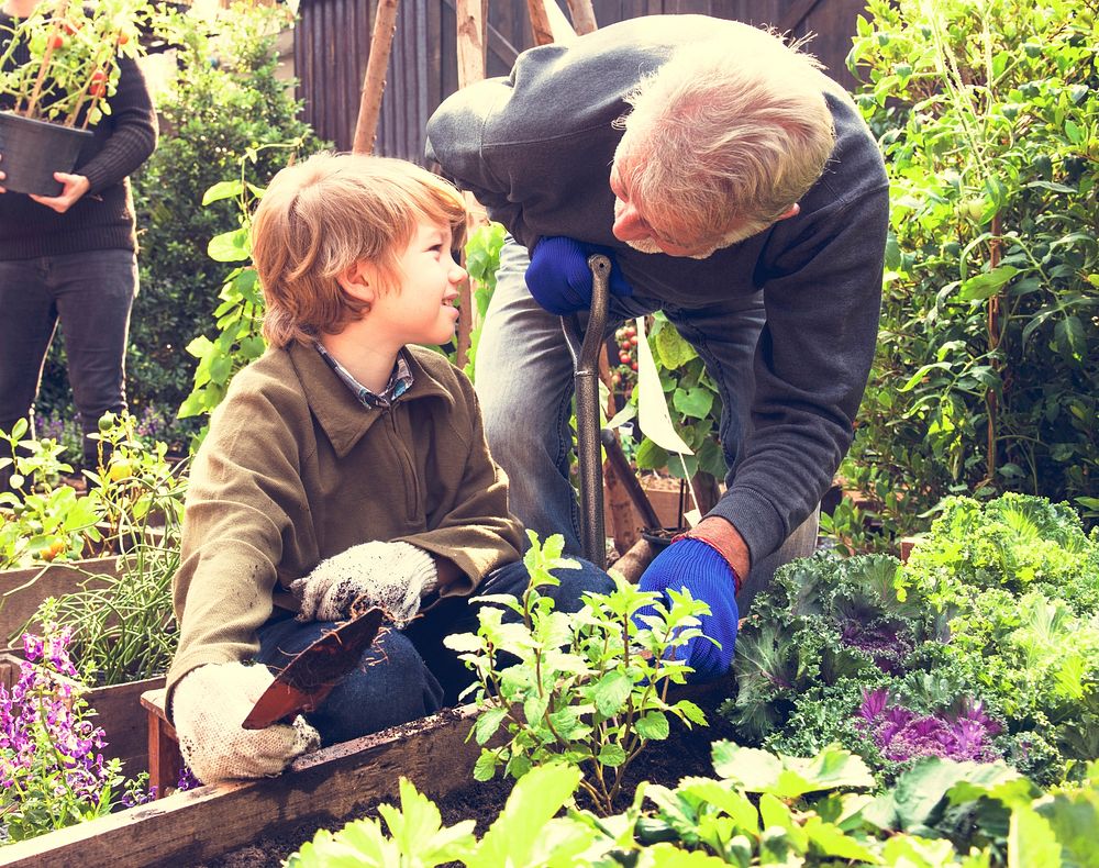Dad and son gardening tranplanting outdoors together