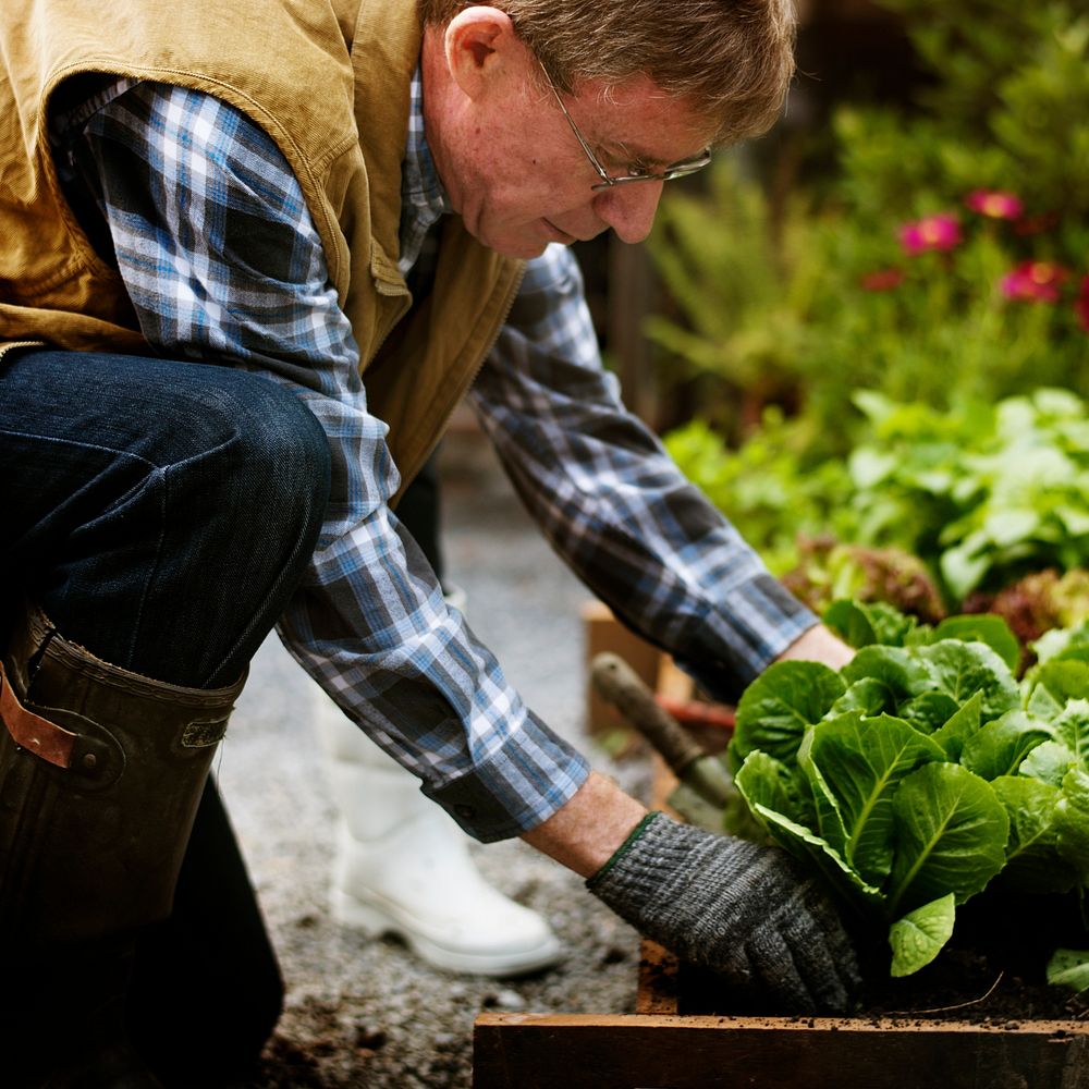 Senior man planting vegetables at garden backyard
