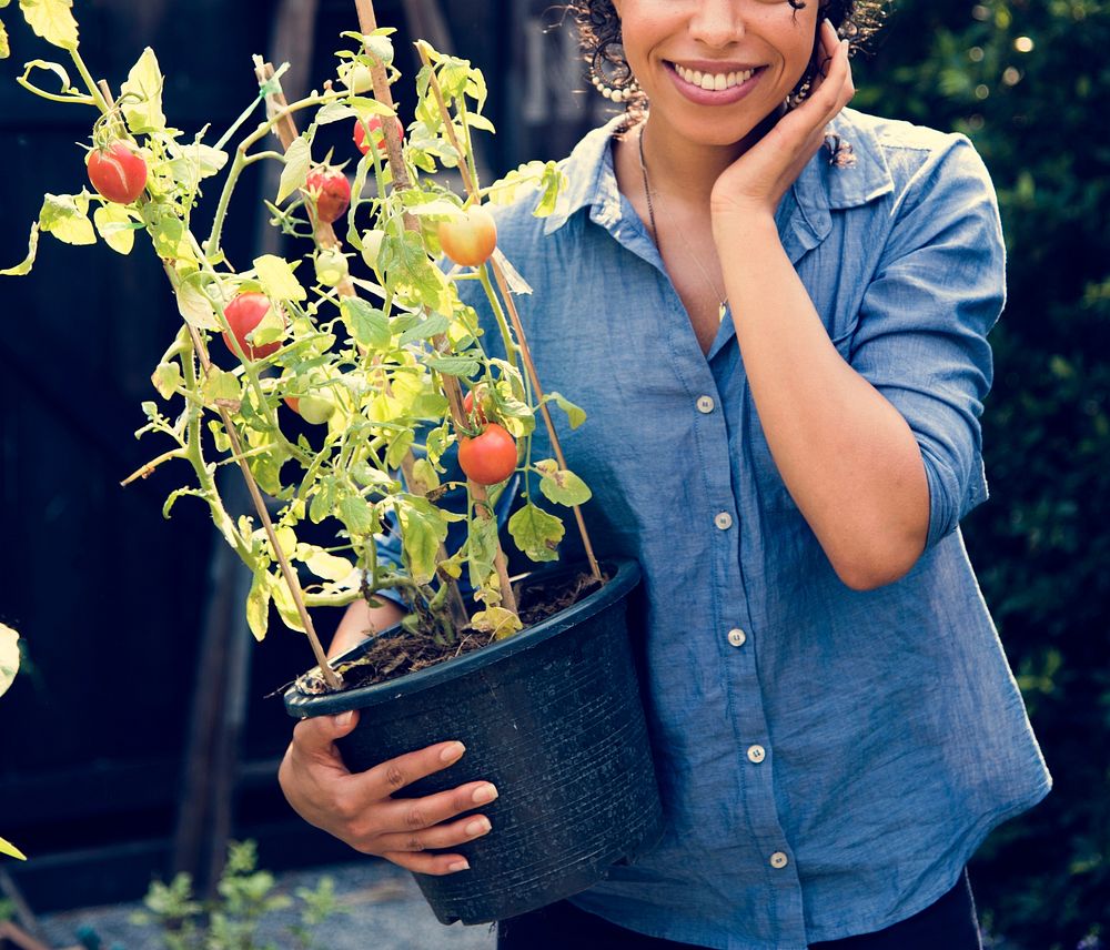 Adult Woman Holding Tomatoes Tree in a Pot