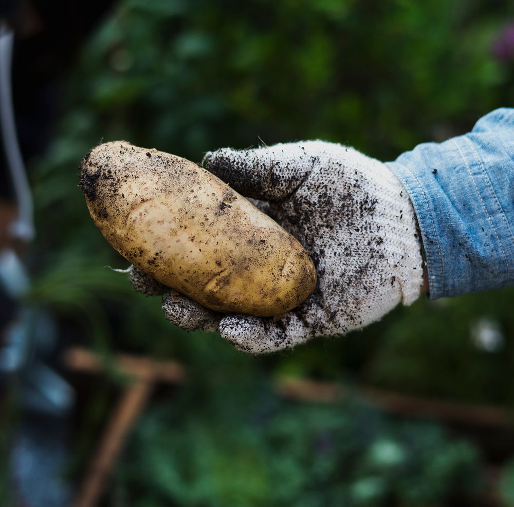 Adult Man Hand Holding Fresh Potato with Soil