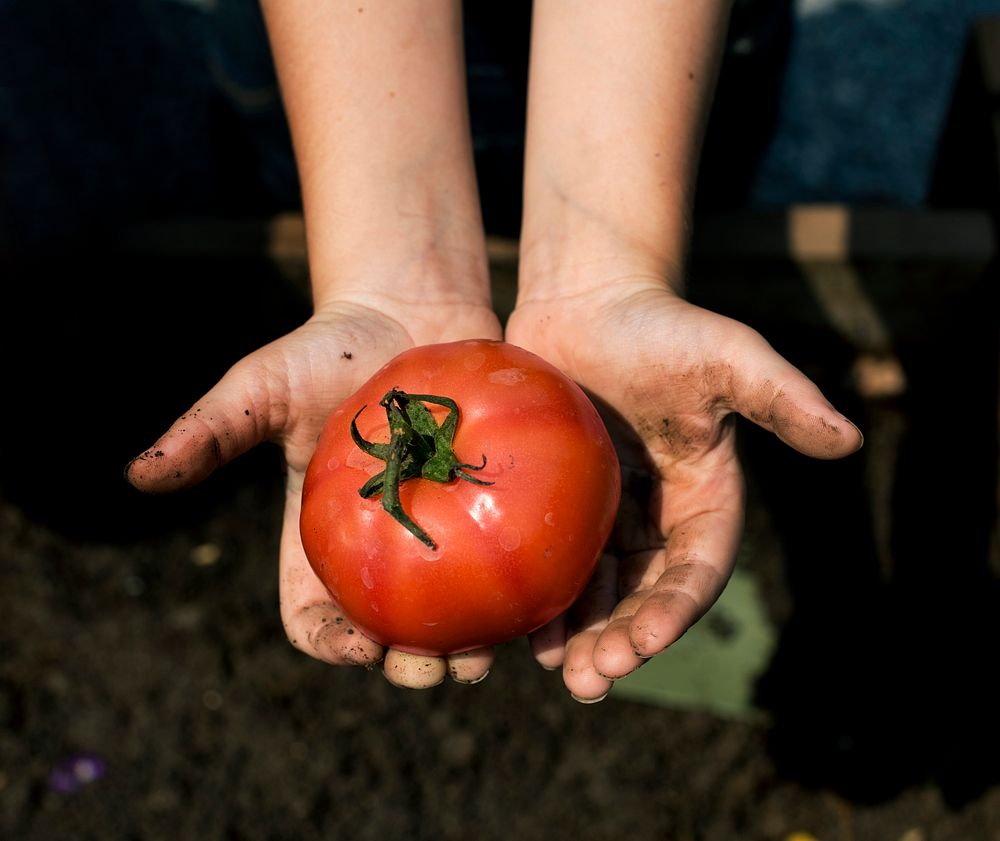 Two hands are holding tomato