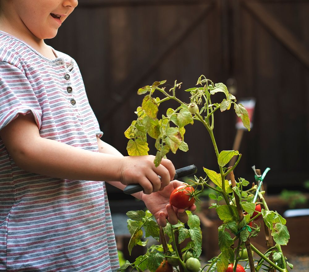 Kid is taking a fresh tomato from a garden