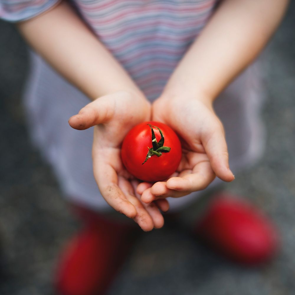 Little girl holding a tomato