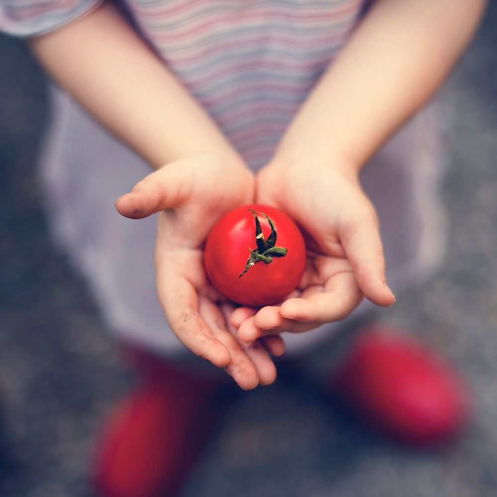Girl Holding Tomato Vegetable Crop