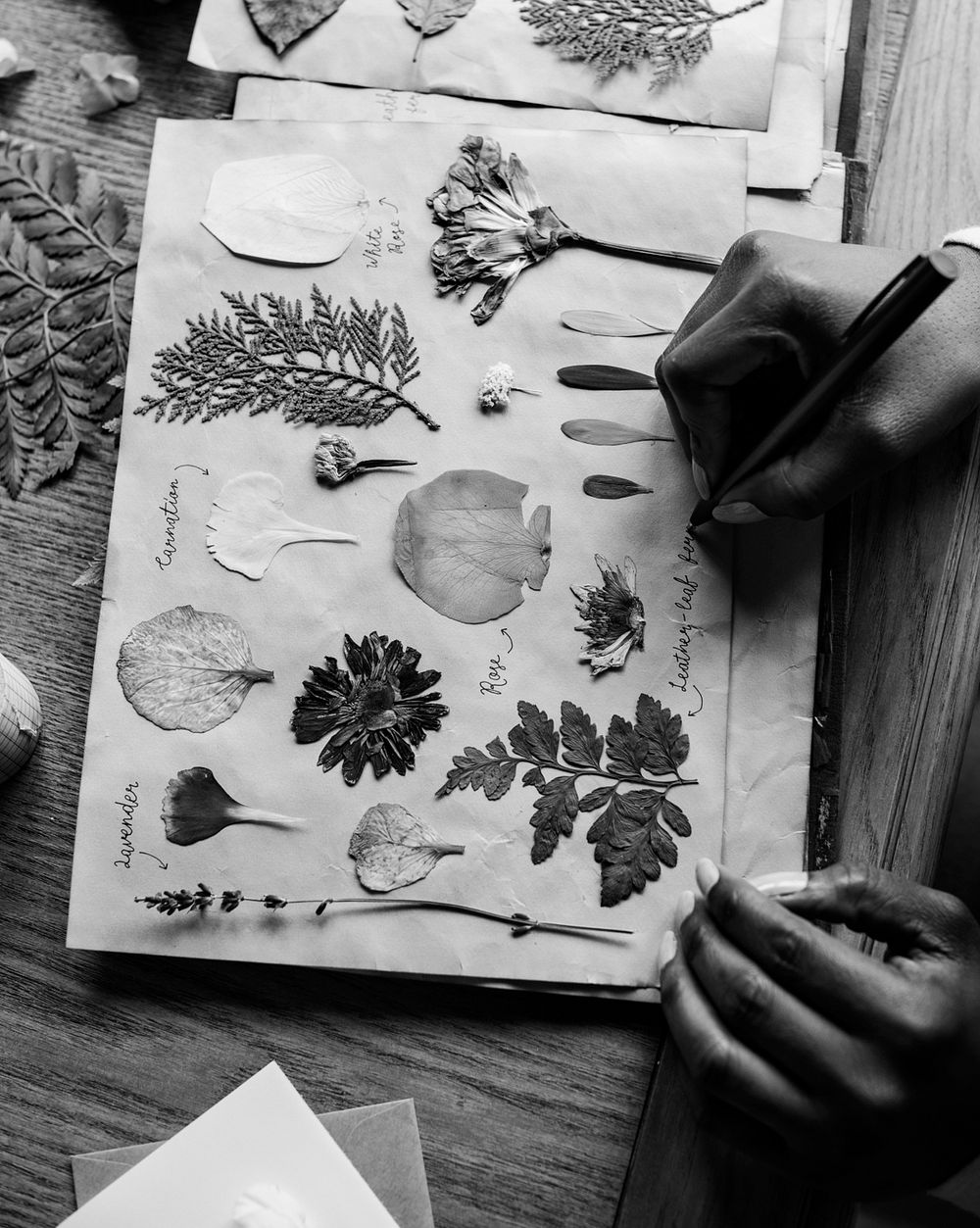 Hands Writing Detail of Dried Flowers Collection in Notebook Handmade Work Hobby