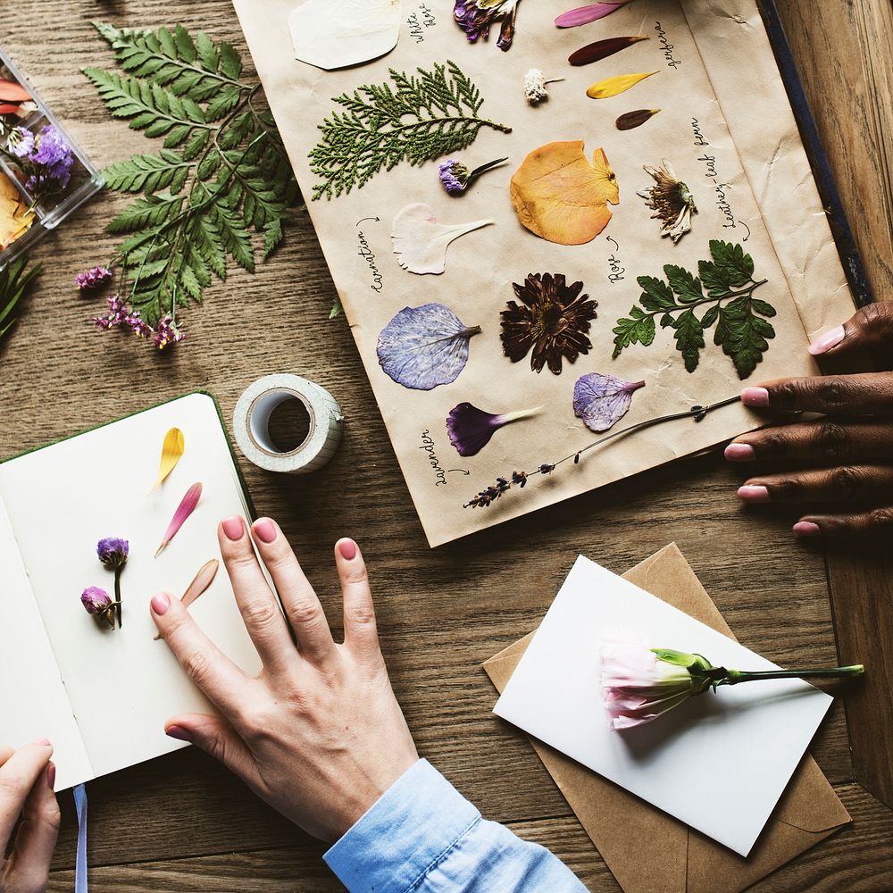 Hands Making Dried Flowers Collection in Book Handmade Work Hobby