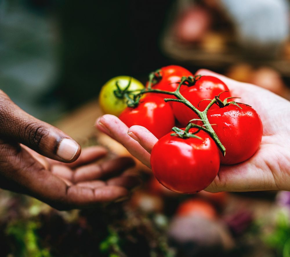 Closeup of hand holding tomato