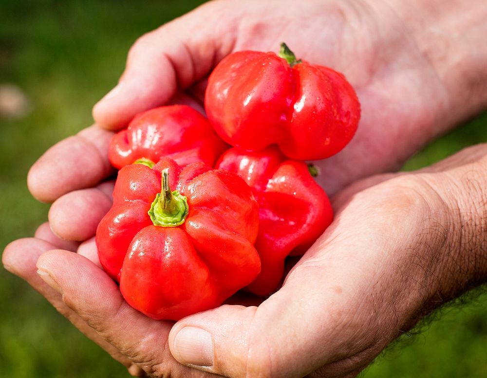 Hands holding a sweet bell pepper